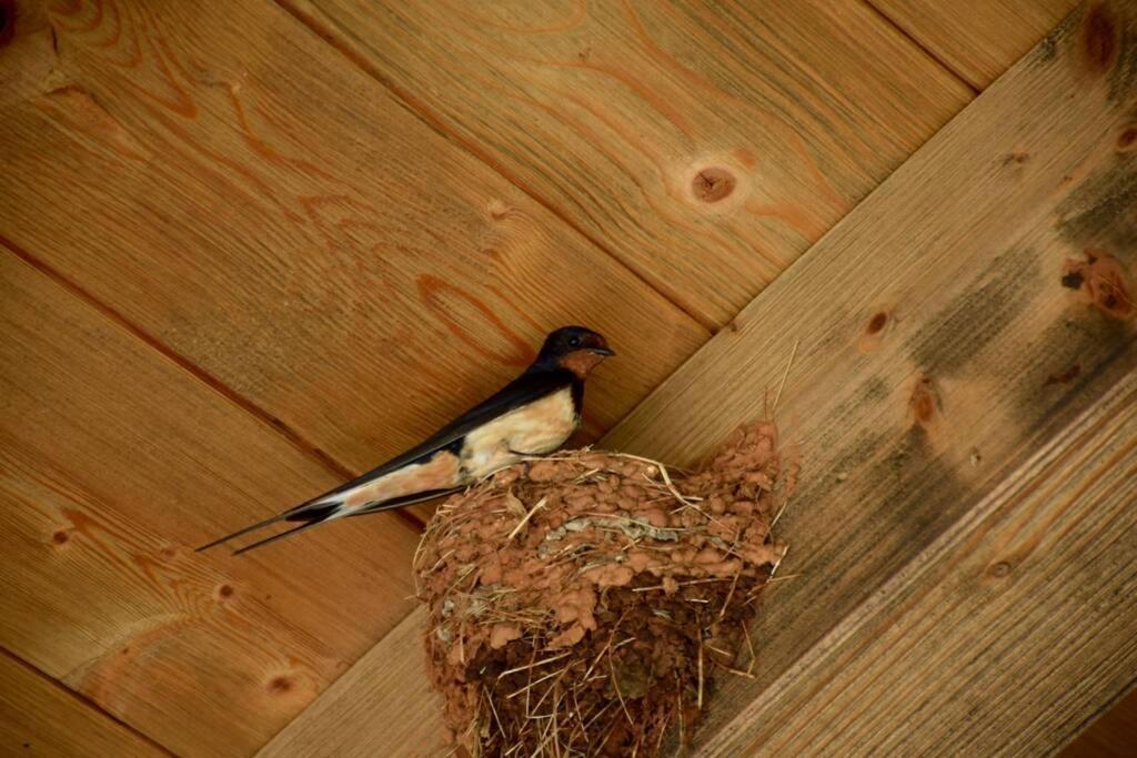 Villa Birds House Rovinj Bagian luar foto